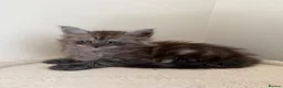Maine Coon cats for sale: Pedigree TICA Champion Russian import line MCO - Advert 12