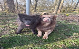 German Shepherd dogs for stud: Sabre, big strong straight backed DMclear male GSD in Stoke-on-Trent - Image 18
