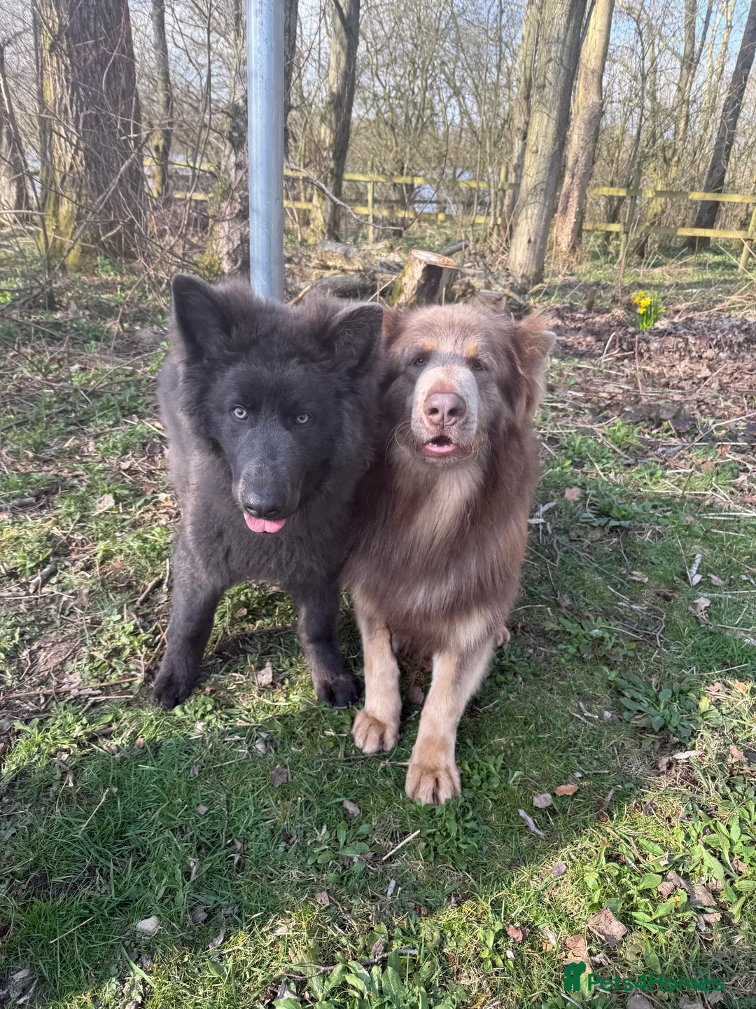 German Shepherd dogs for stud: Sabre, big strong straight backed DMclear male GSD in Stoke-on-Trent - Advert 18