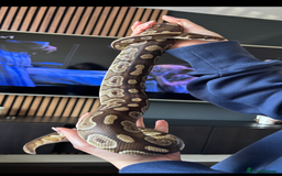 Python Snake reptiles for sale: Ball Python and setup - Image 3
