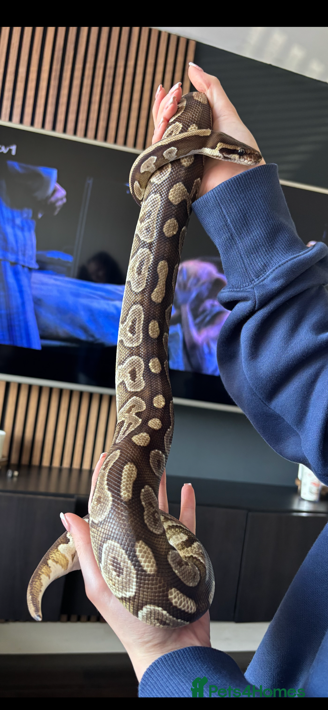Python Snake reptiles for sale: Ball Python and setup - Image 3