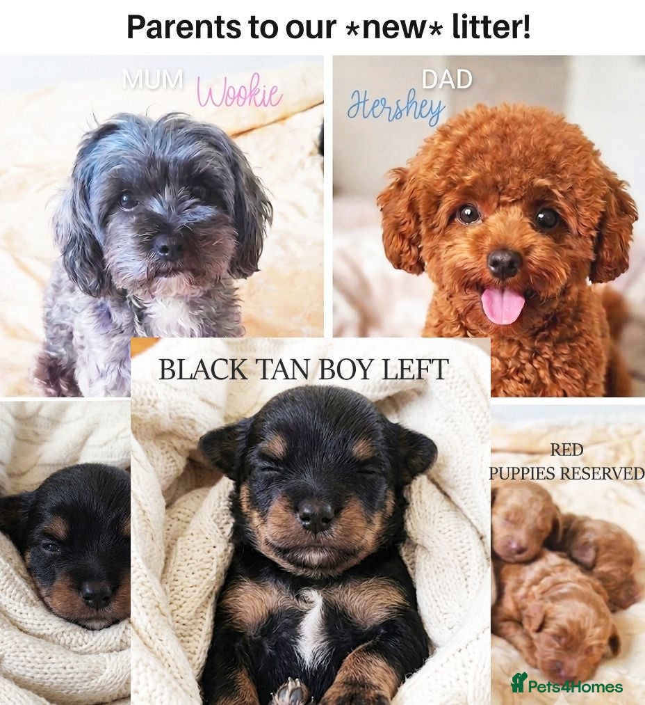 Maltipoo dogs 1 BLACK TAN BOY LEFT!F1b Asian Maltipoo Puppy - Advert 9