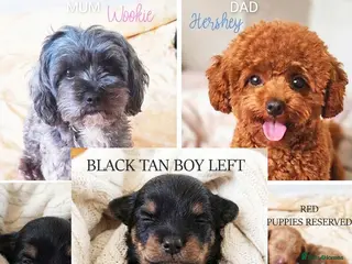 Maltipoo dogs 1 BLACK TAN BOY LEFT!F1b Asian Maltipoo Puppy - Advert 9