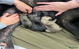 Cane Corso dogs for sale: Litter of 10 cane corso puppies family reared  - Advert 16