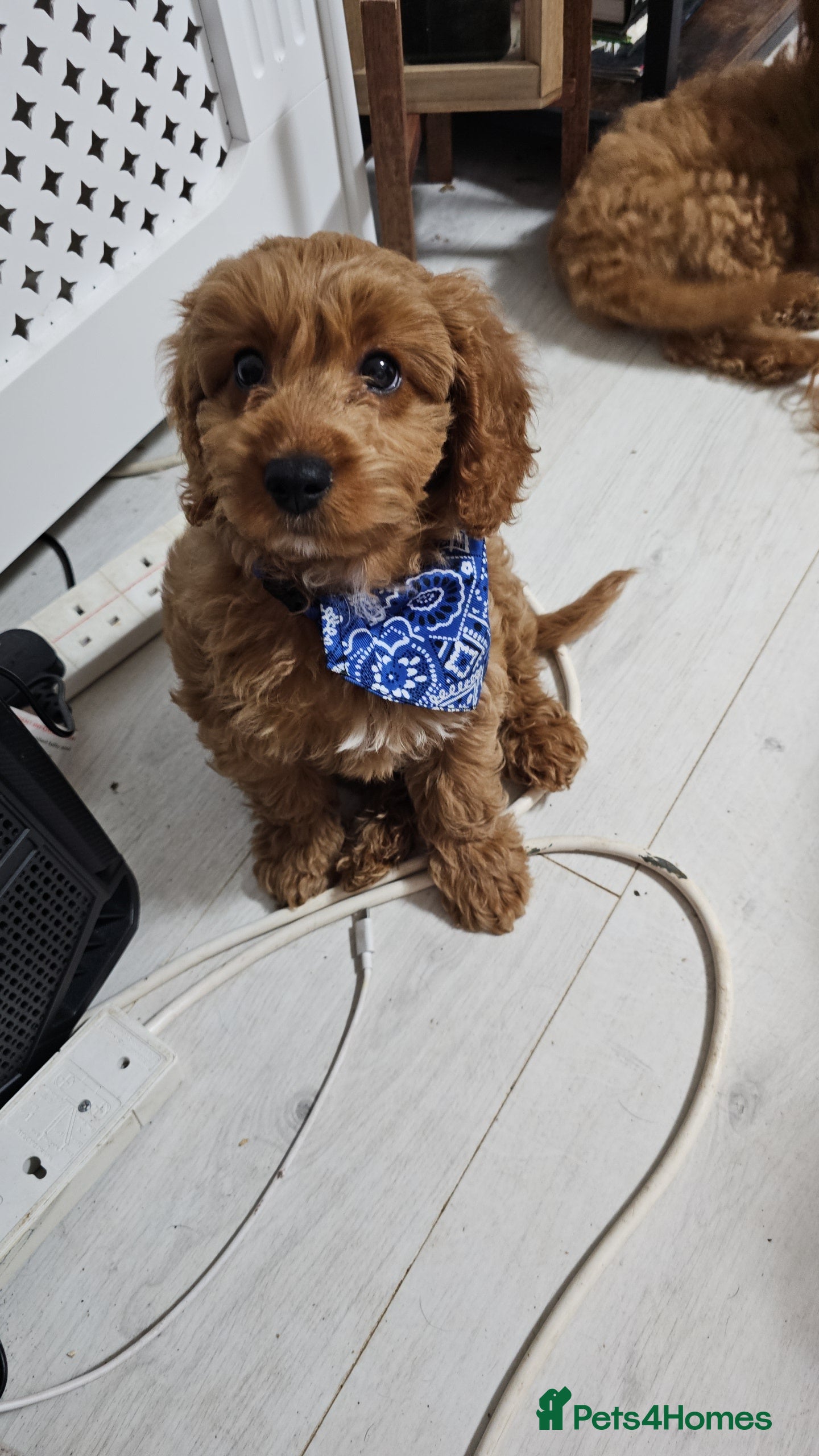 Cavapoo dogs Dashing Cavapoo Puppies  - Advert 4