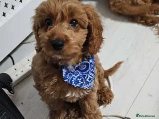 Cavapoo dogs Dashing Cavapoo Puppies - Advert 4