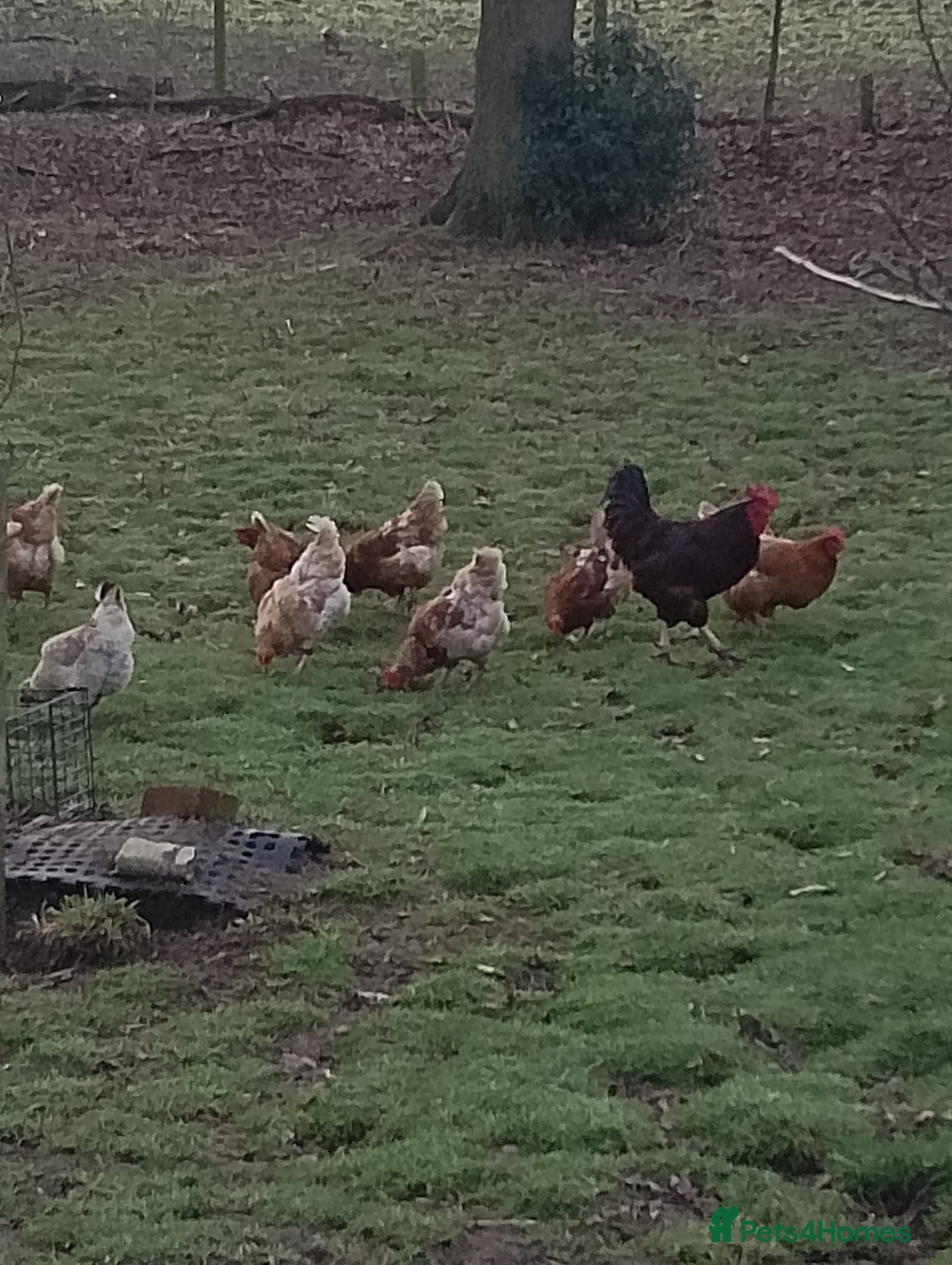 Chickens poultry Chickens for sale - Advert 1