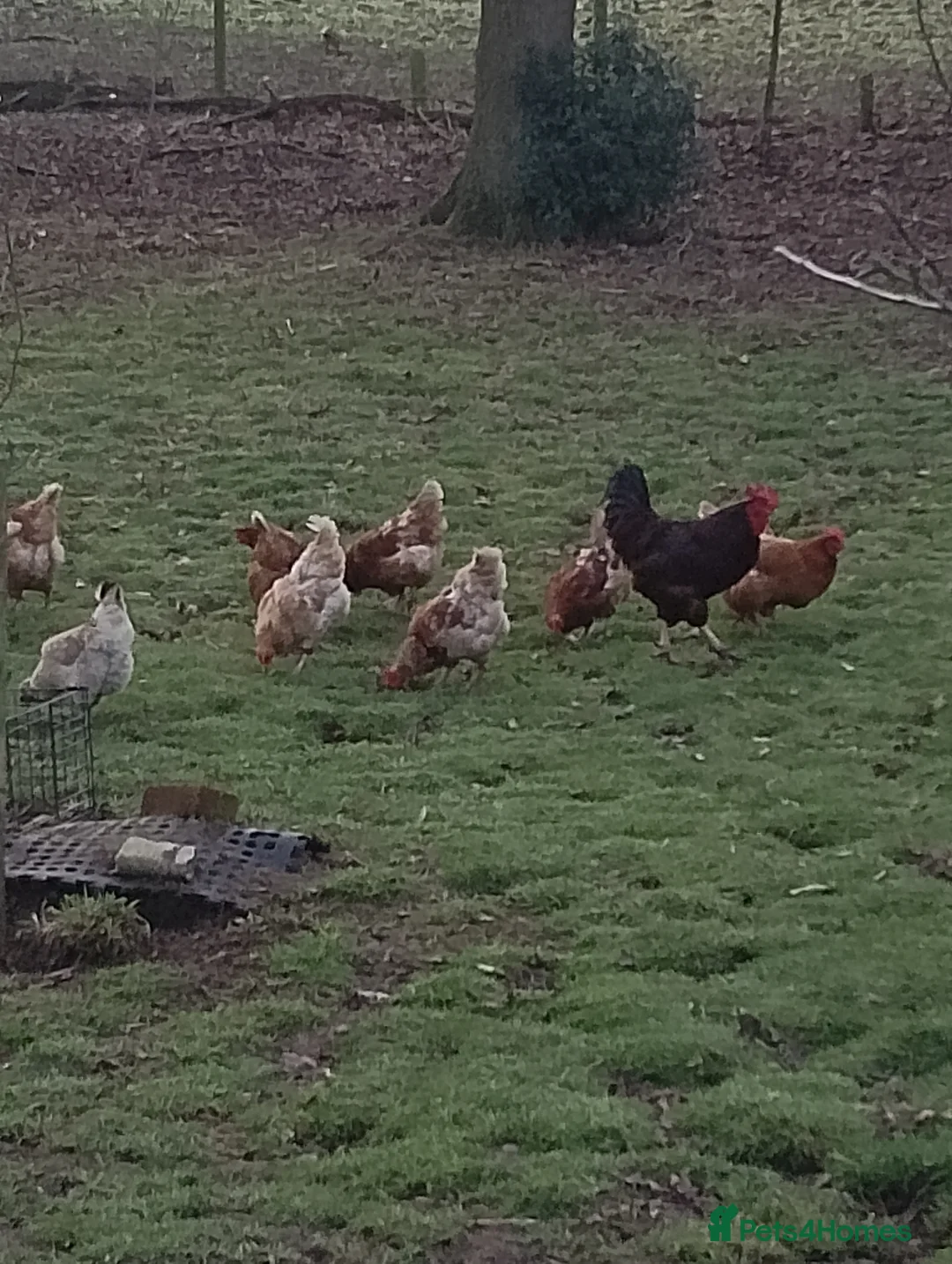 Chickens poultry for sale: Chickens for sale - Advert 1