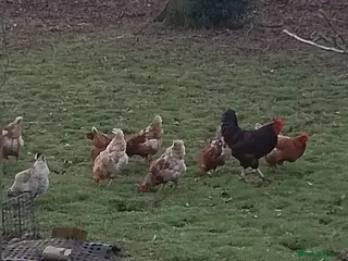 Chickens poultry Chickens for sale - Advert 1