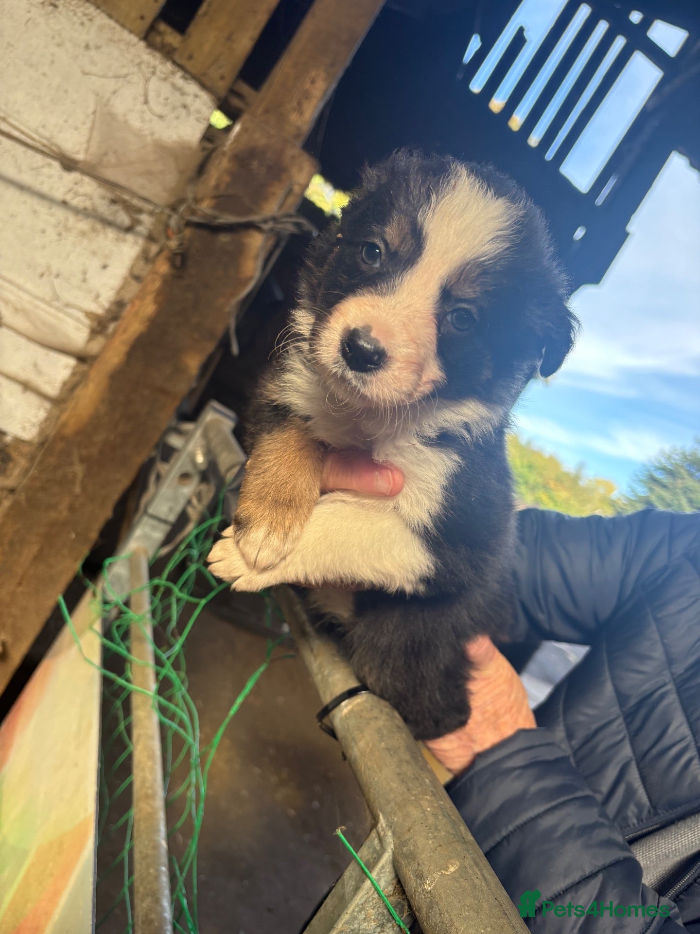 Border Collie dogs Farm Bred Border Collie puppies  - Advert 1