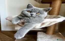 British Shorthair cats for sale: Rare opportunity rehoming all our cats & kittens - Image 1