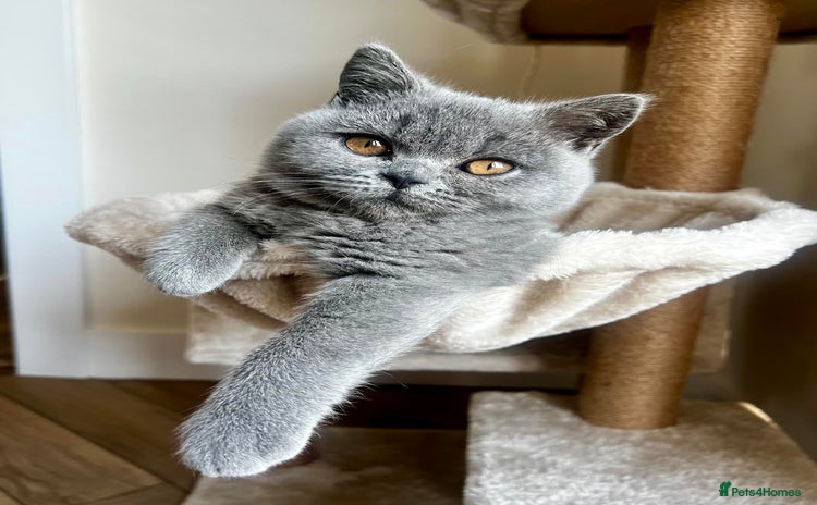 British Shorthair cats - Advert 1