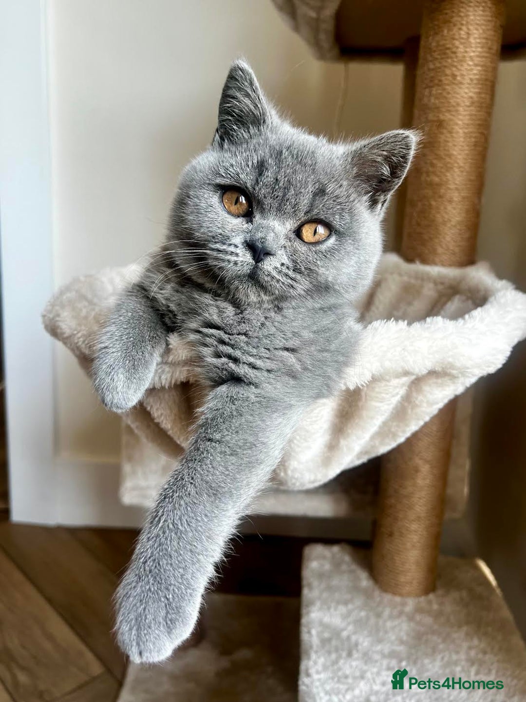 British Shorthair cats for sale: Rare opportunity rehoming all our cats & kittens - Image 1