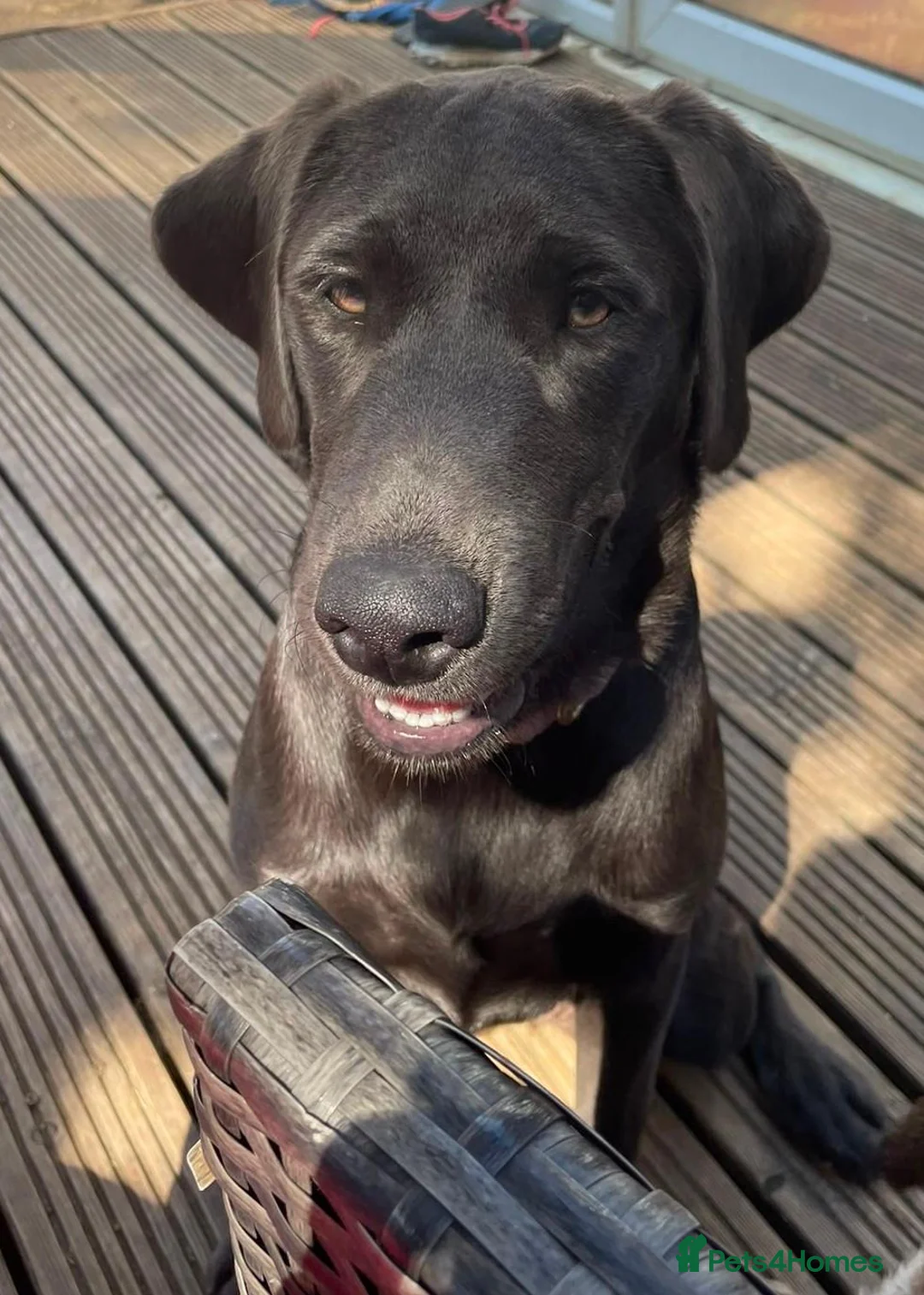 Labrador Retriever dogs for sale: Beautiful 7 month old Charcoal Labrador  - Advert 3