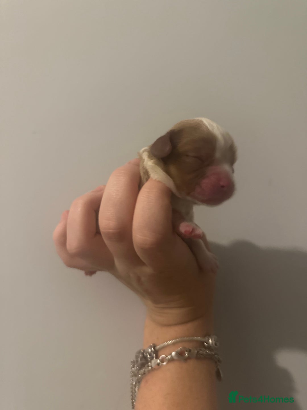 Cavalier King Charles Spaniel dogs for sale: cavalier king charles spaniels  - Image 11