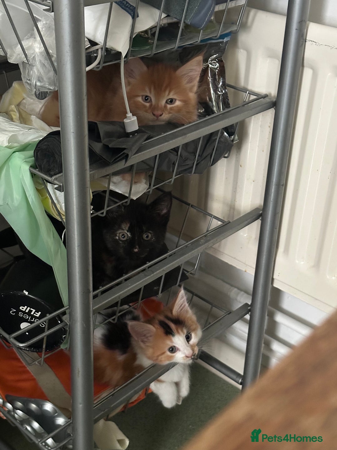 Mixed Breed cats for sale: 5 Maine Coon cross kittens available💞 - Image 18