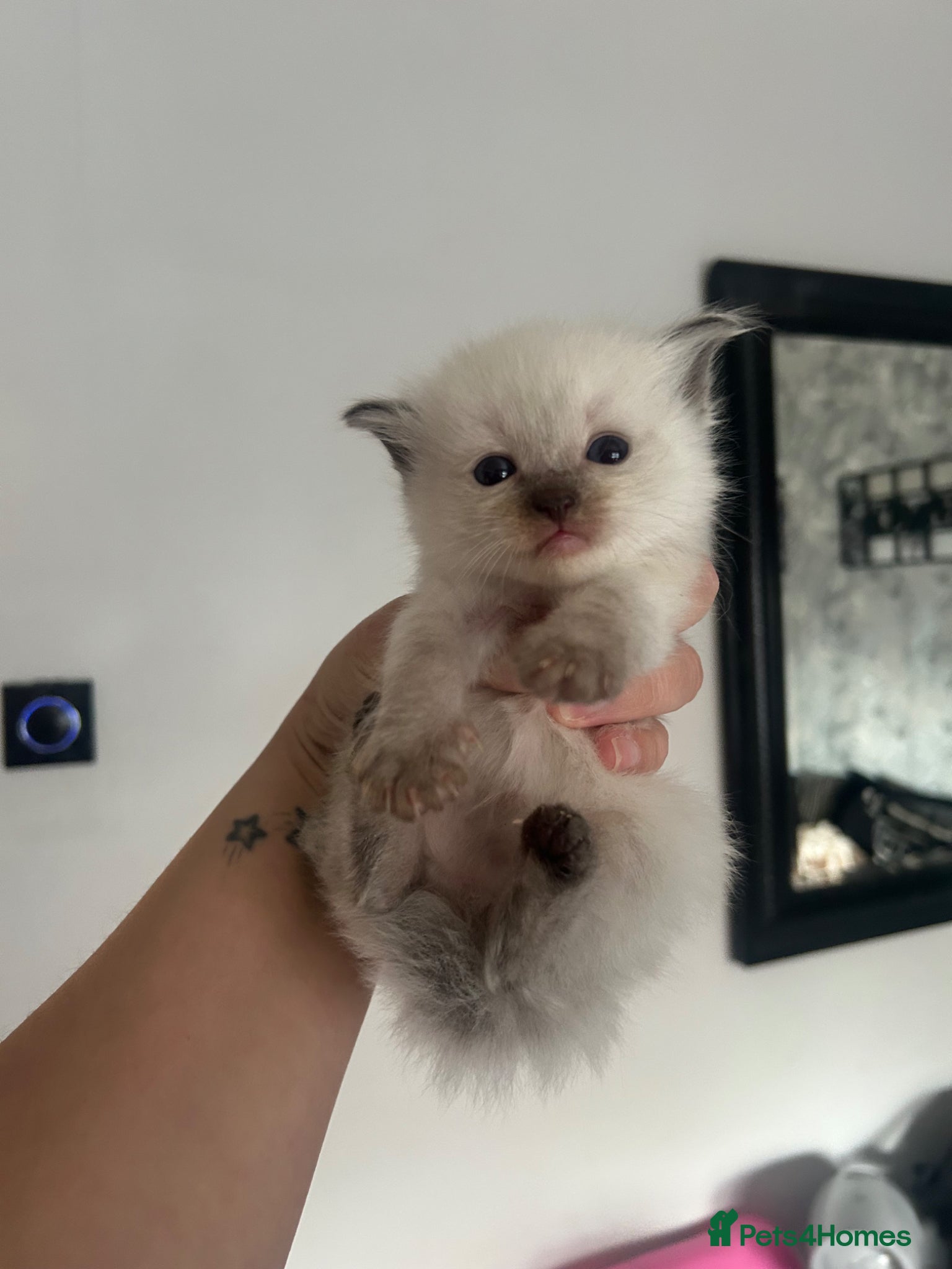 Ragdoll Kitten 2