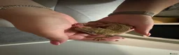 Gecko reptiles for sale: Male gargoyle gecko and exo terra set up  - Advert 4