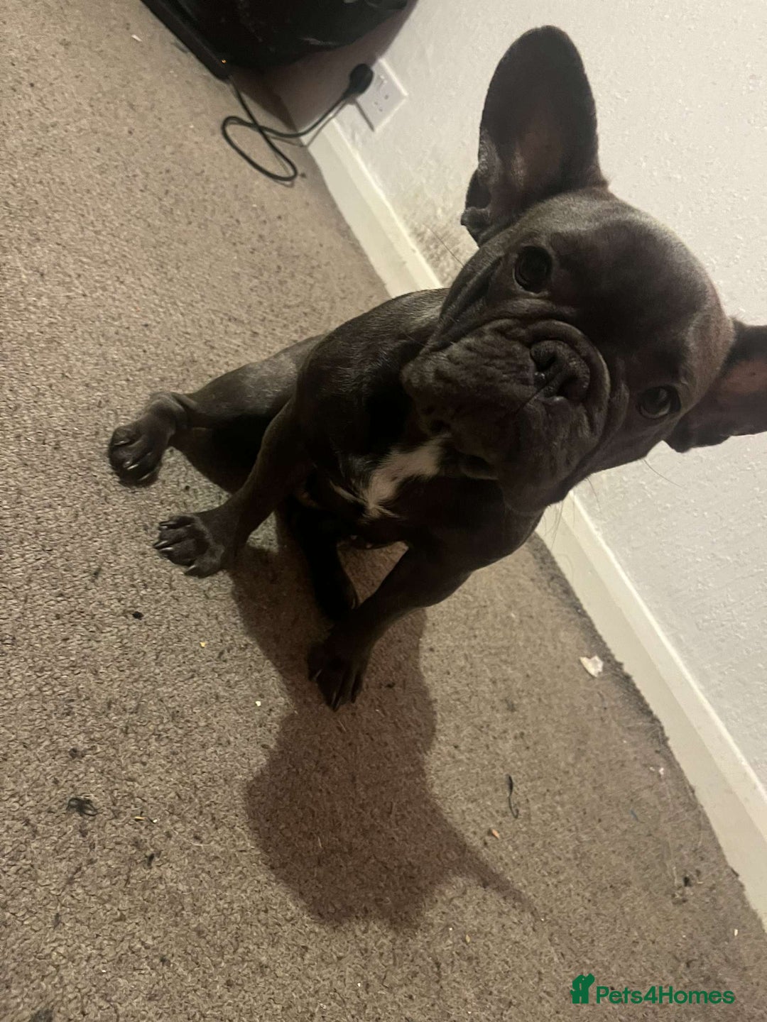 French Bulldog dogs for sale: Female puppy French Bulldog for sale - Advert 2