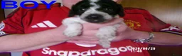 Cockapoo dogs for sale:  Cockapoo puppies - Advert 14
