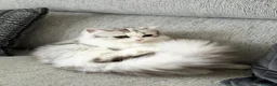 Persian cats for sale: ✨ Cute Persian kitten ✨ - Advert 13