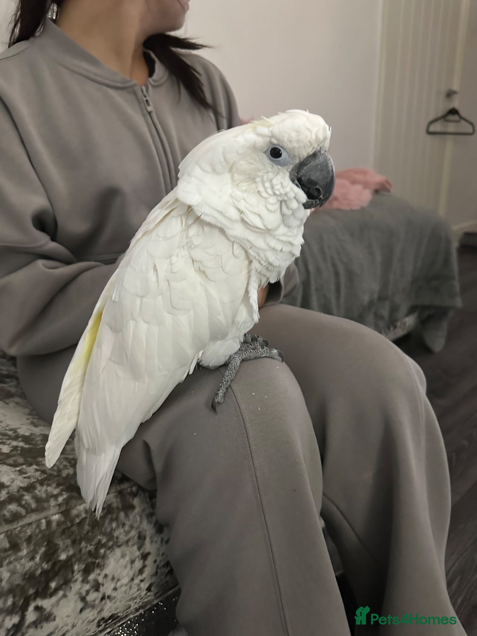 Cockatoo birds Bella Umberella Cockatoo - Advert 1