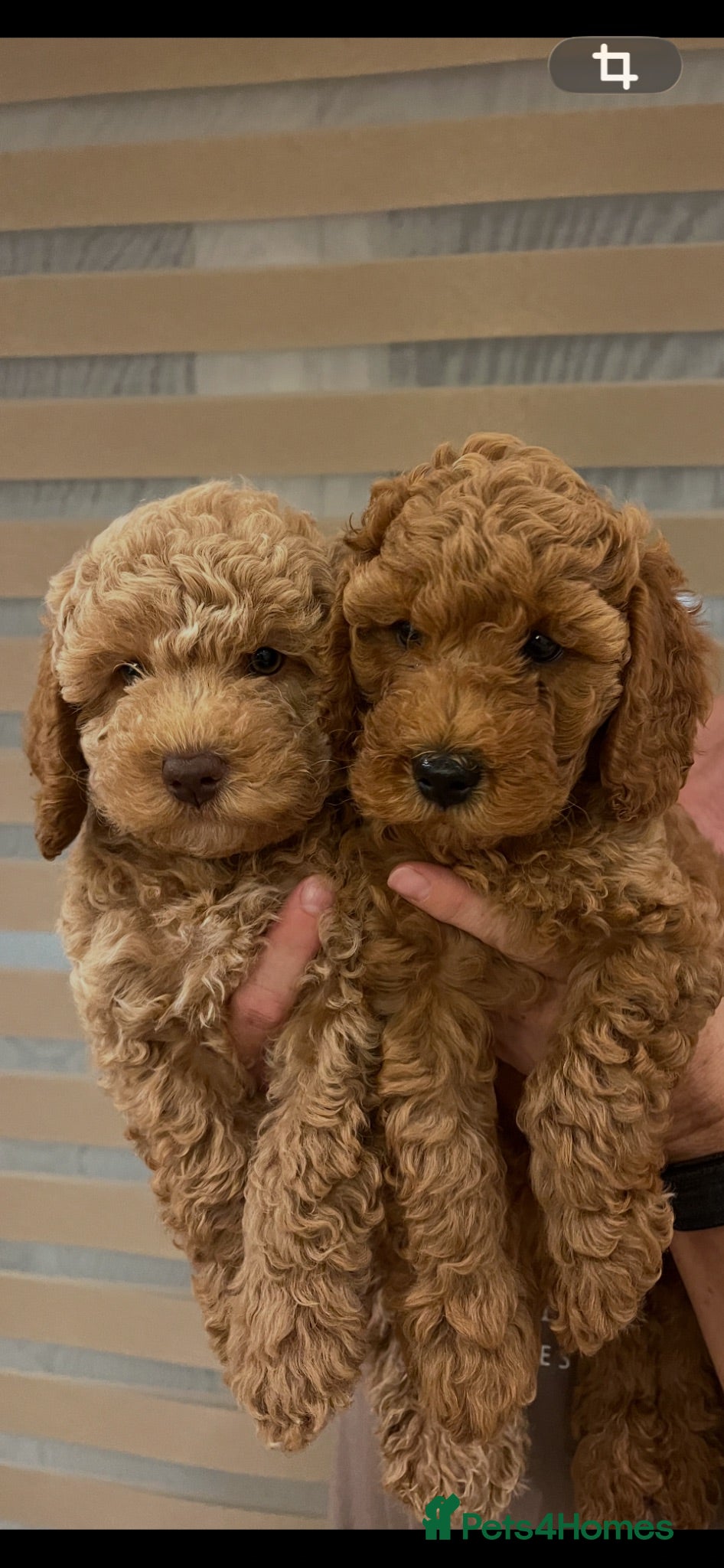 Cockapoo dogs Stunning Cockapoo Puppies - Advert 1