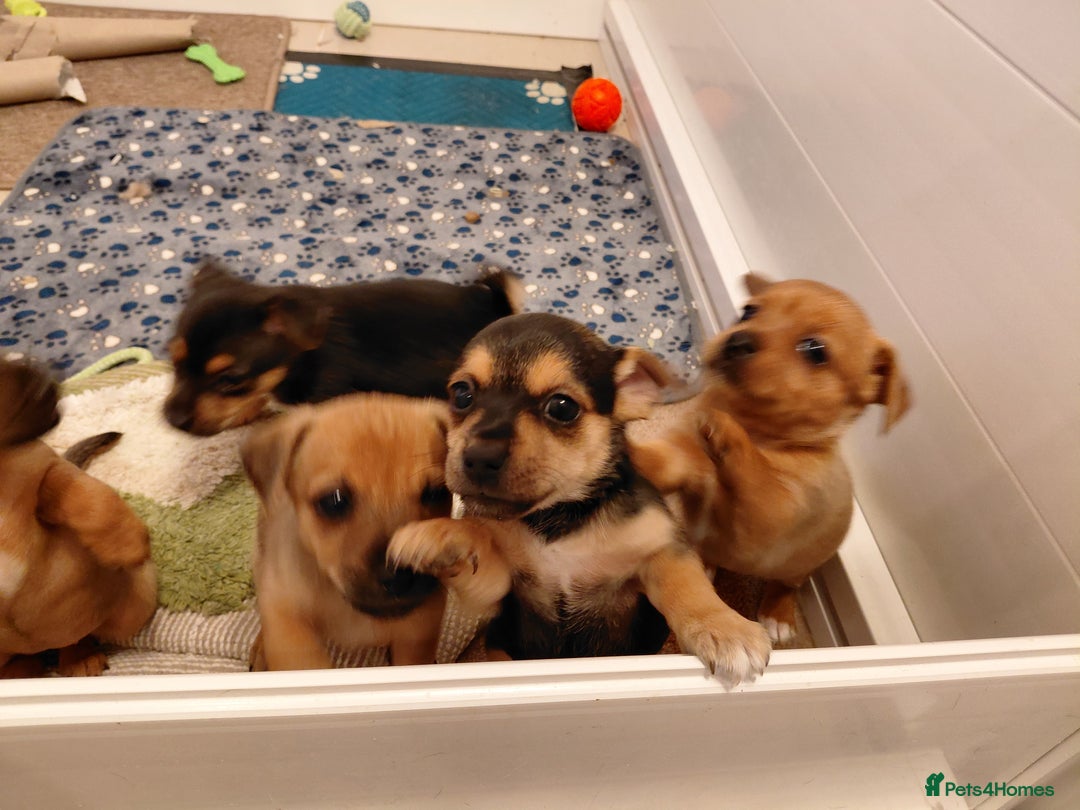 Jack Russell dogs for sale: Jack Russell Puppies - Advert 22