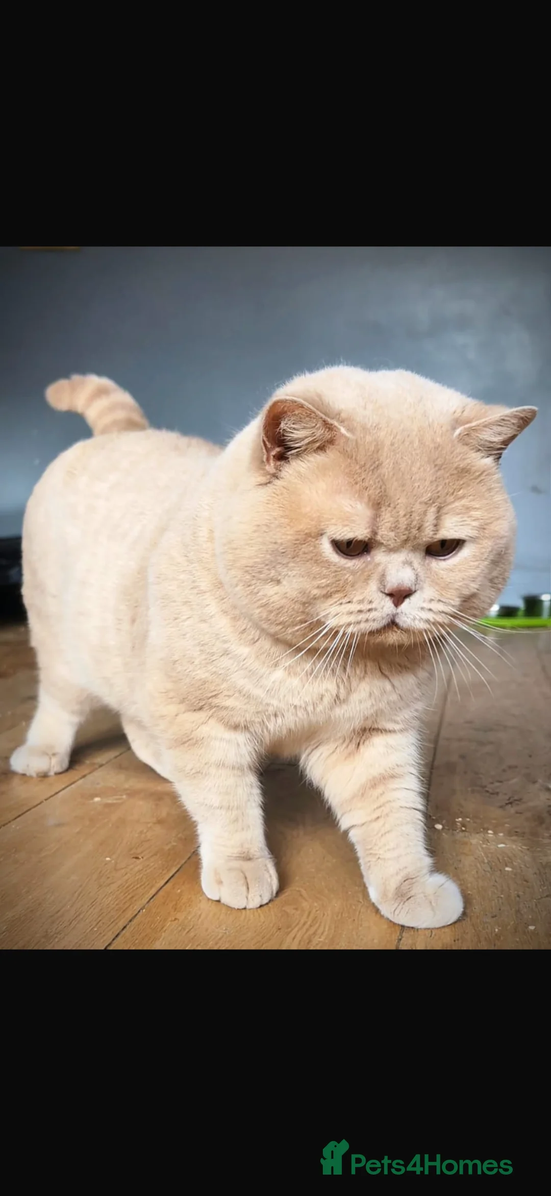British Shorthair cats for sale: British shorthair kittens  - Advert 18