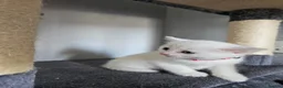 Persian cats for sale: Pure white long hair kittens. - Advert 9