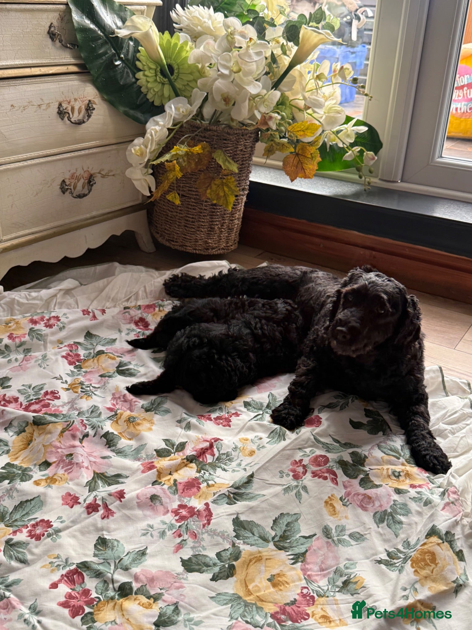 Cavapoo dogs Lovely Black Cavapoo Puppies - Advert 1