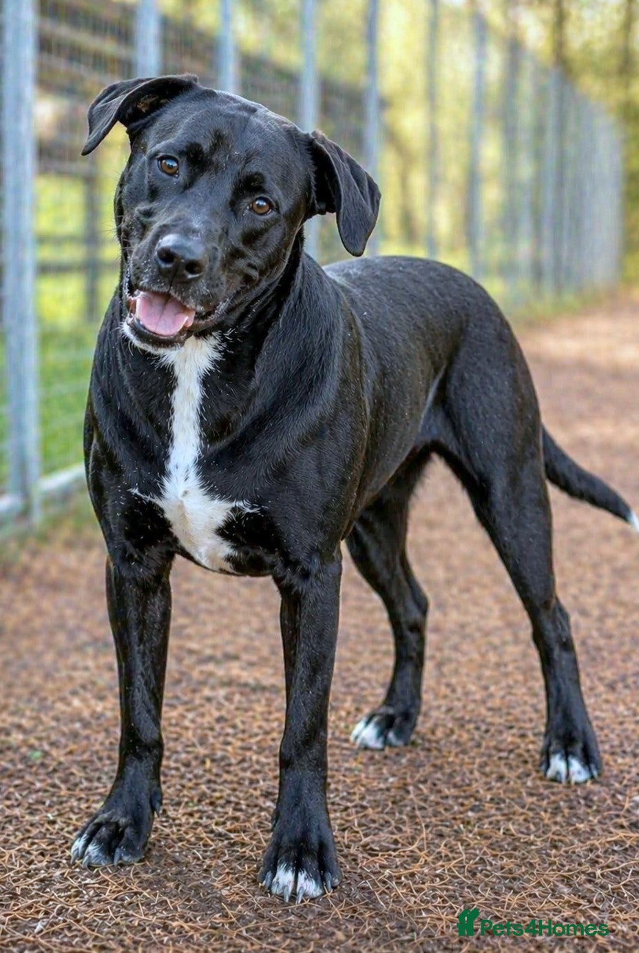 Mixed Breed dogs SHEAMUS,URGENT sensitive Soul Labrador Cross - Advert 4