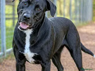 Mixed Breed dogs SHEAMUS,URGENT sensitive Soul Labrador Cross - Advert 13