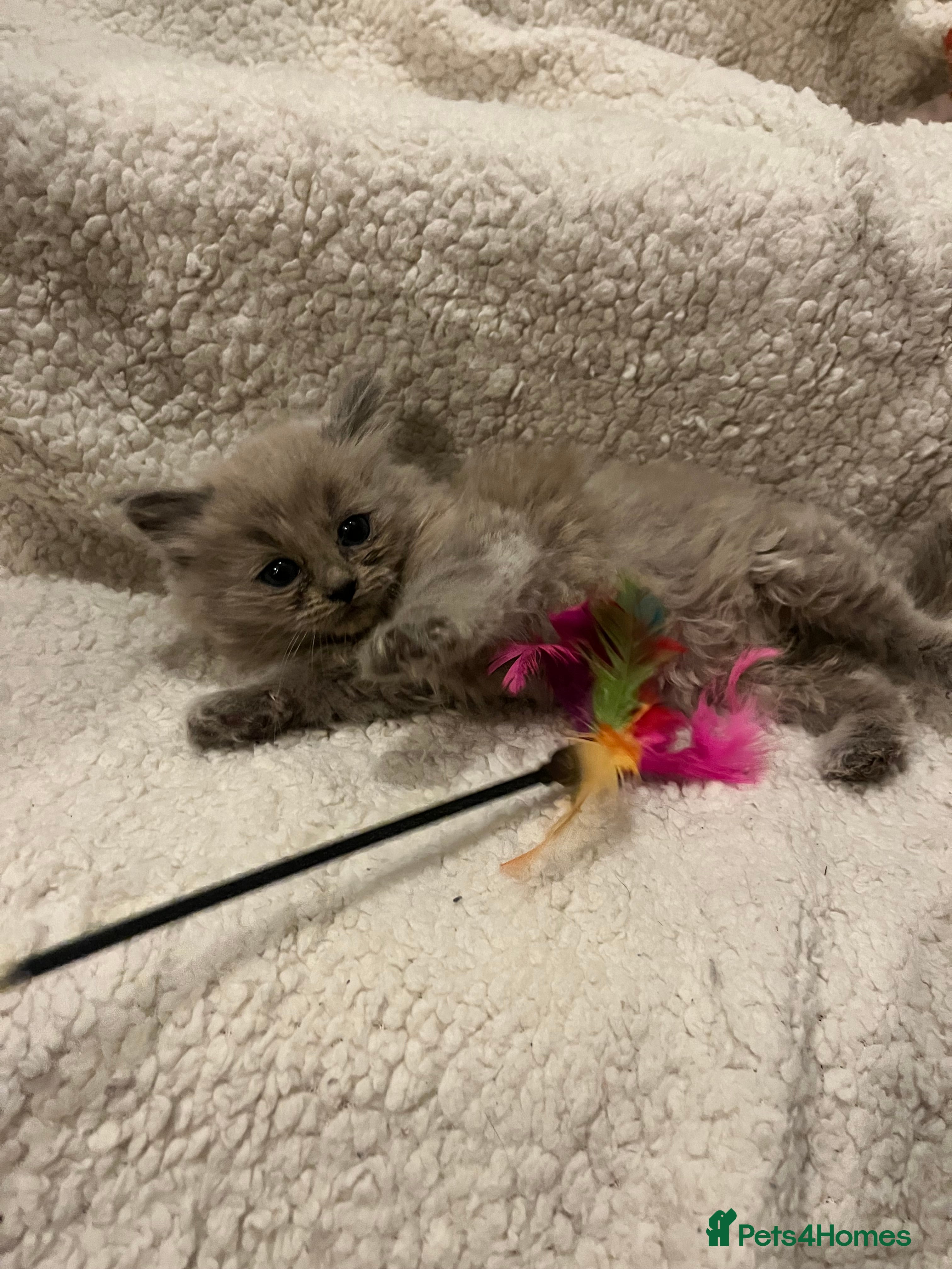 Ragdoll cats Pedigree Mink & Sepia Cherubim ragdoll kittens - Advert 4