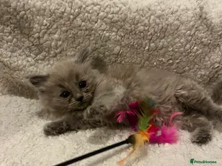 Ragdoll cats Pedigree Mink & Sepia Cherubim ragdoll kittens - Advert 4