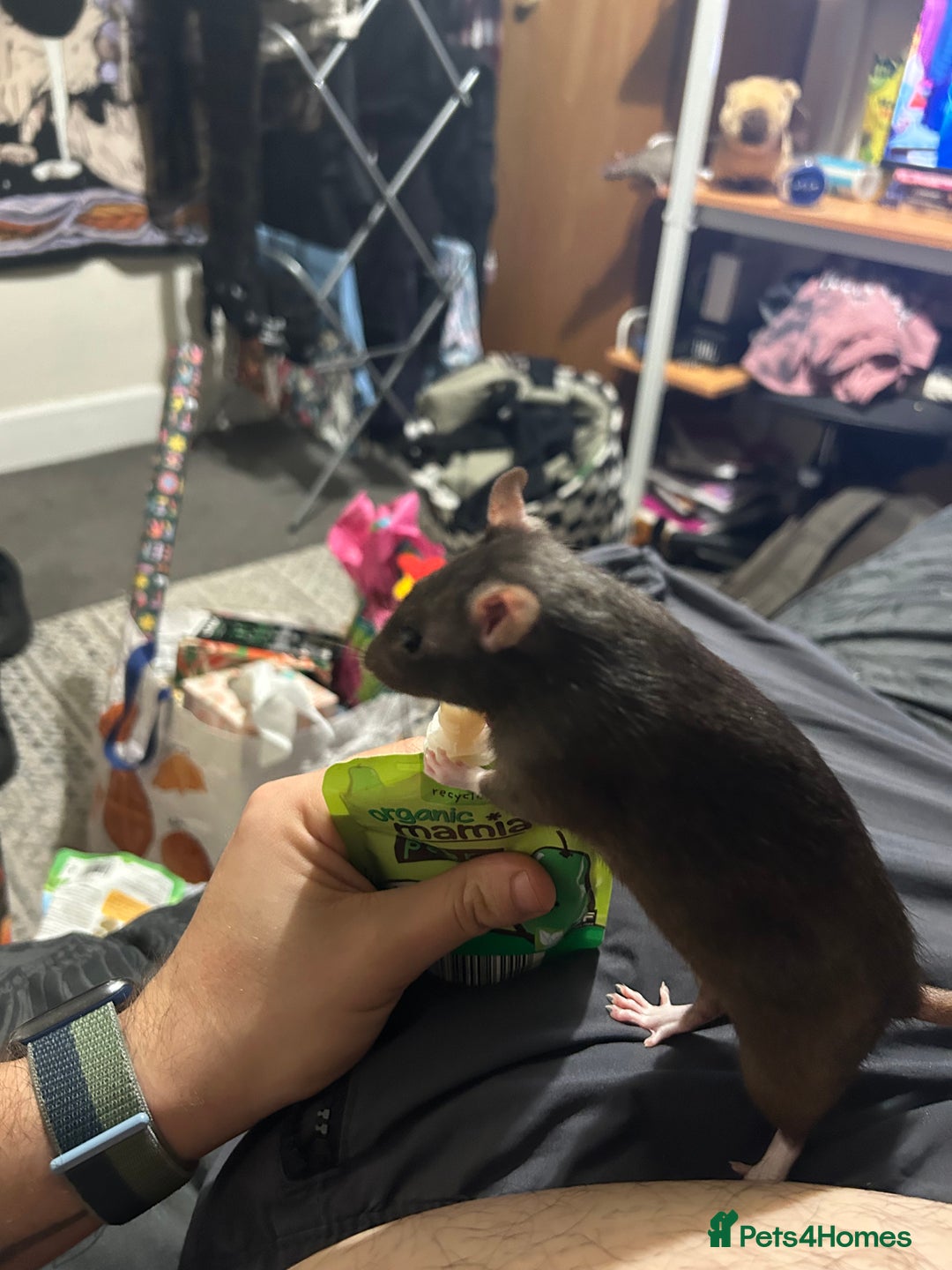Rat rodents for sale: Luna, Hazel, Remi and Rio - Advert 5