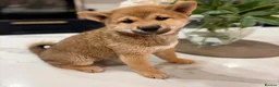 Japanese Shiba Inu dogs for sale: Exceptional Shiba Inu Puppies for Sale in London - Advert 9