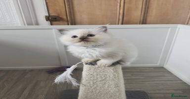 Ragdoll cats - Advert 16