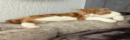 Mixed Breed cats for sale: Kitten Ginger Male Hand reared - Advert 4