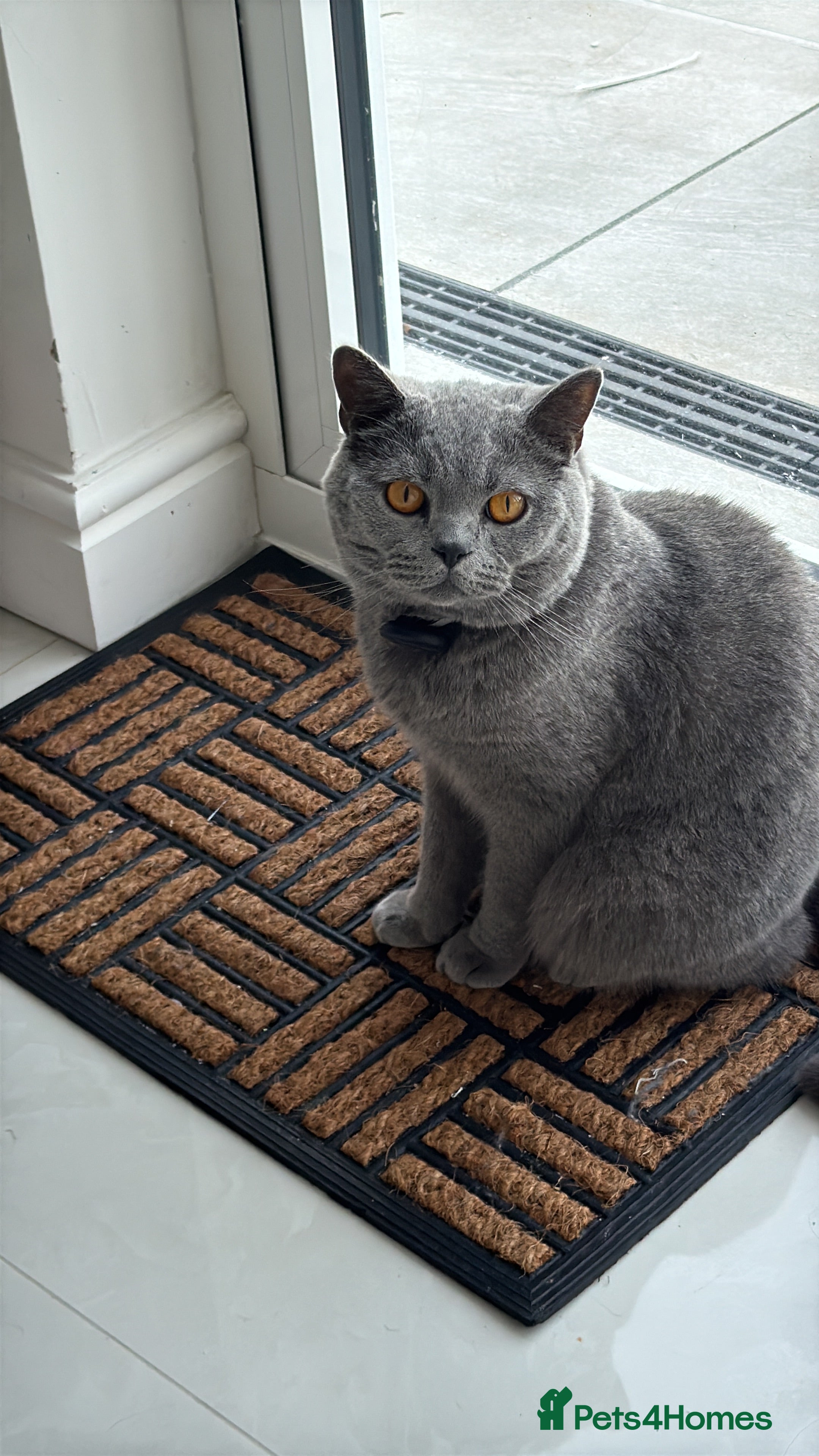 British Shorthair cats Beautiful loving BSH - Advert 1