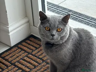 British Shorthair cats Beautiful loving BSH - Advert 1