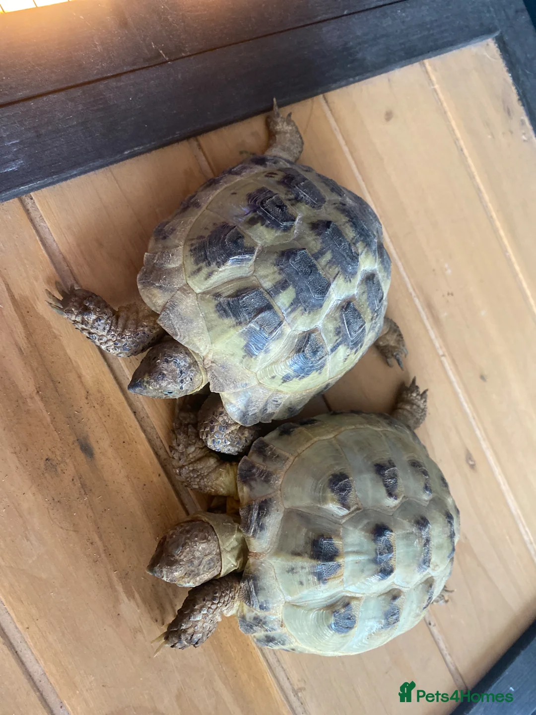 Tortoise reptiles for sale: Horsfield tortoises  in Preston - Advert 2