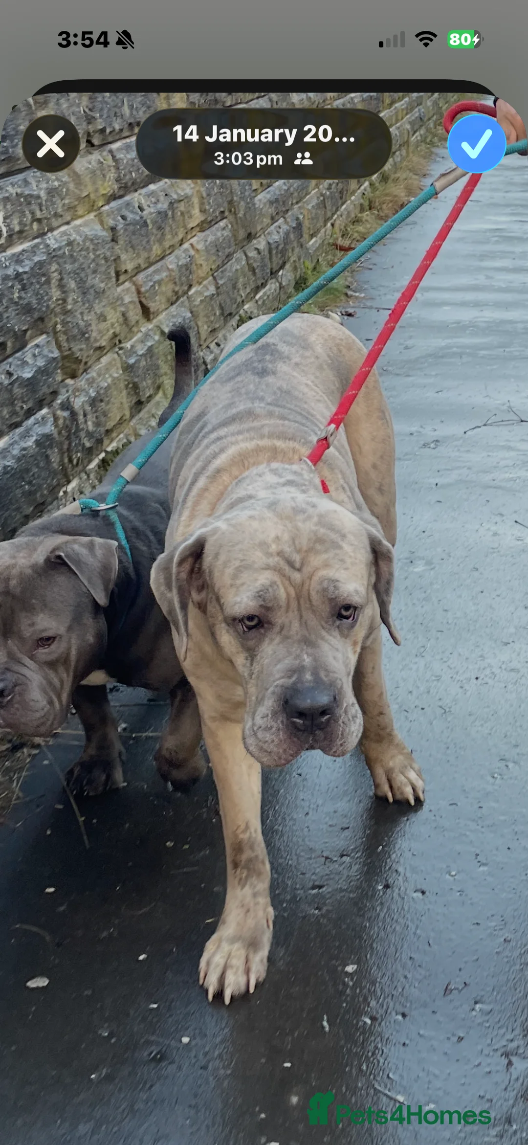 Cane Corso dogs for sale: Beautiful cane corso puppy’s  - Advert 1