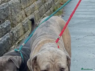 Cane Corso dogs Beautiful cane corso puppy’s - Advert 2