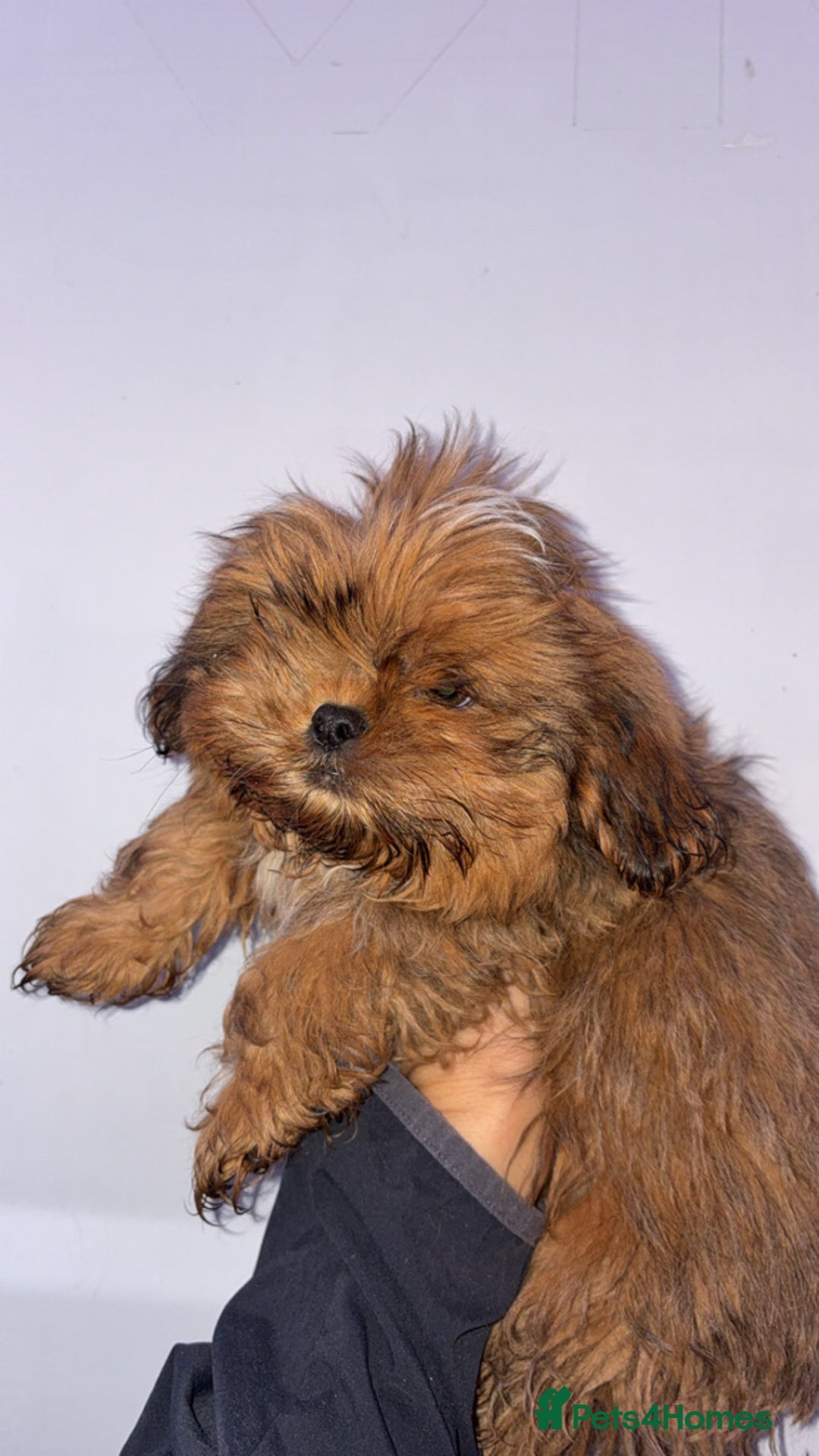 Shih Tzu dogs for sale: Two boys available  - Advert 5