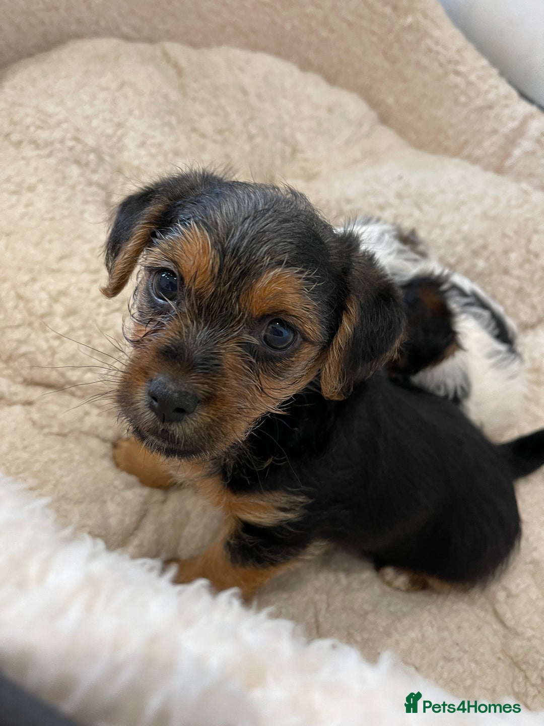 Yorkshire Terrier dogs for sale: Yorkshire terrier mini pups  - Image 5