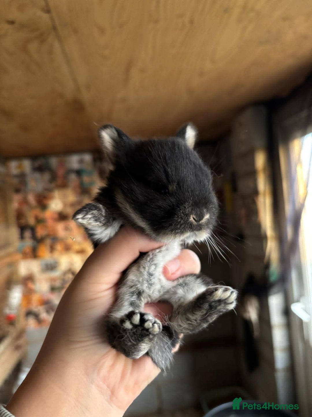 Rex rabbits for sale: Mini rex rabbits - Image 1