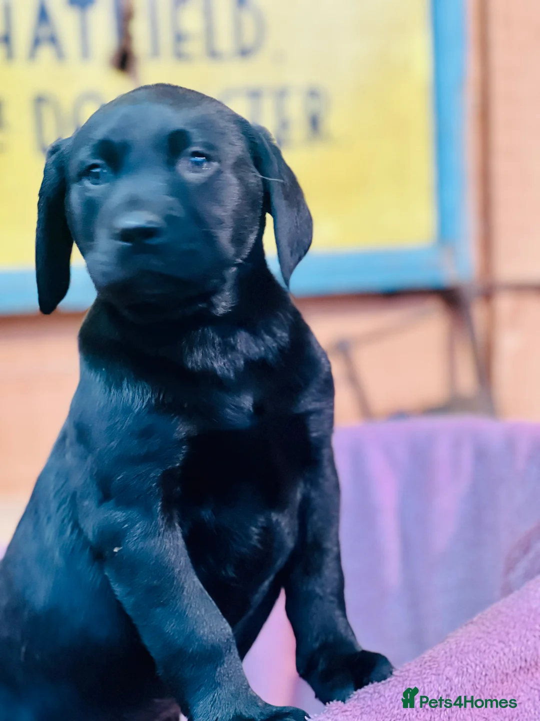 Labrador Retriever dogs for sale: KC Labrador Pups Chunky Traditional  Working - Advert 16