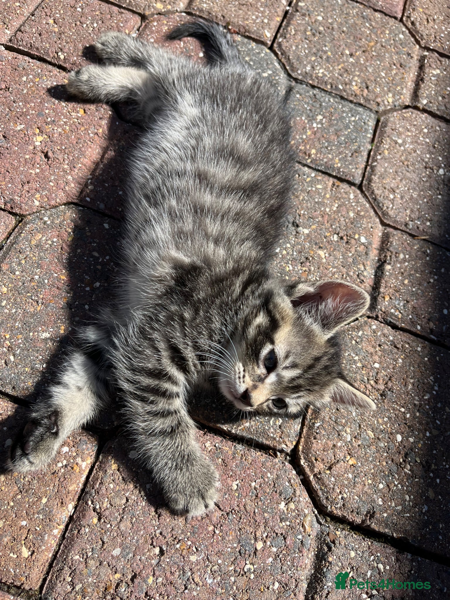 Domestic Shorthair cats for sale: Playful Tabby Kittens Ready in South Ockendon - Advert 5