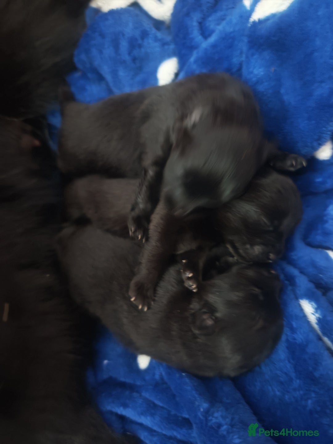 Pomeranian dogs for sale: Pomeranian for sale - Advert 6